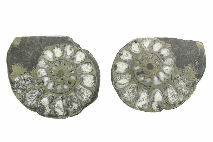 Pyritized Cut Ammonite Fossil Pair - Morocco #276646